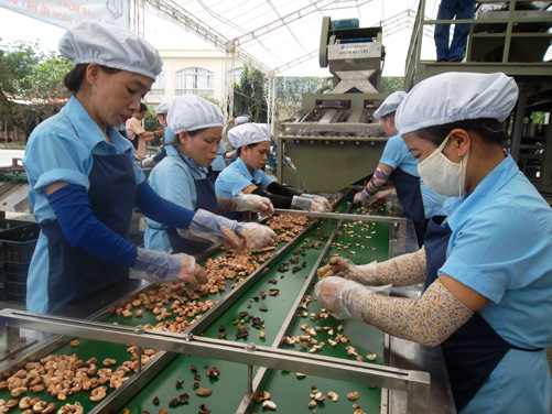 Giá điều tăng, nhà nông nuối tiếc